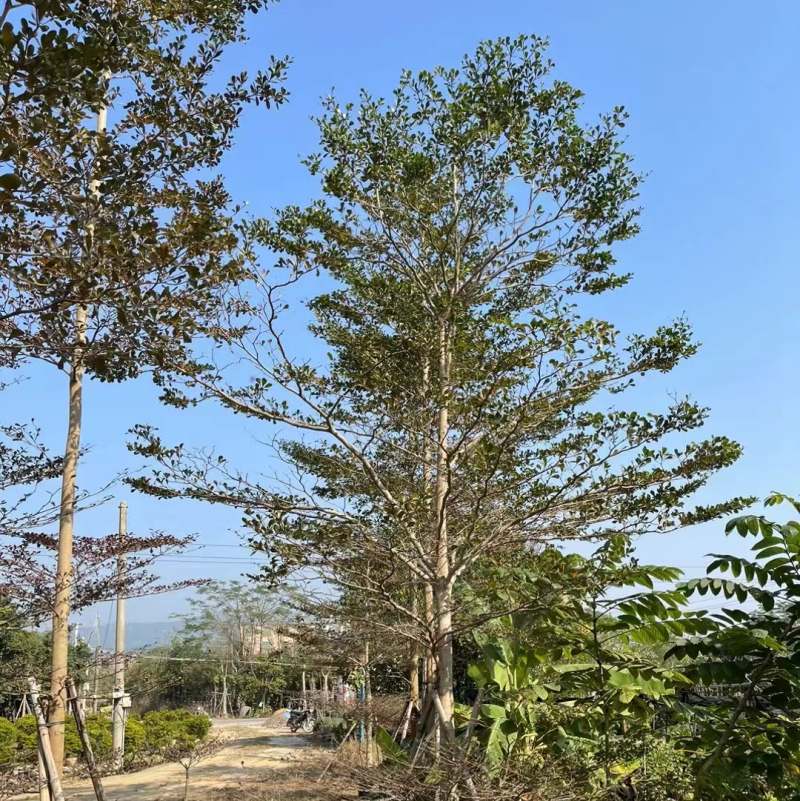 小叶榄仁
