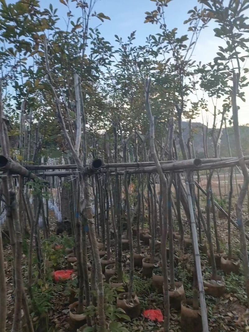 黄花风铃木