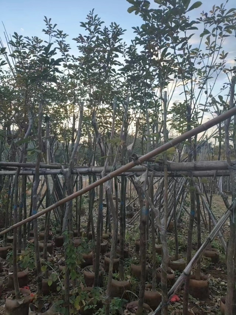黄花风铃木