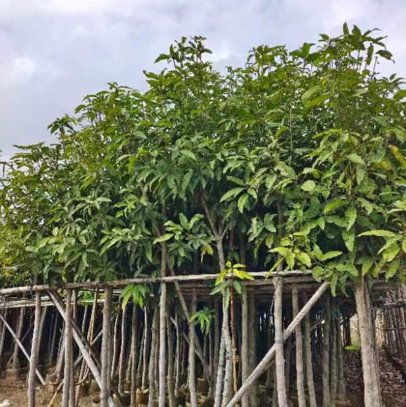 芒果树