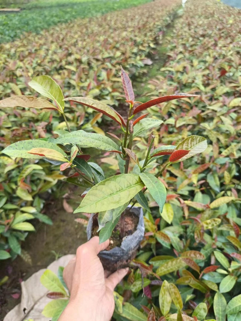 红背桂