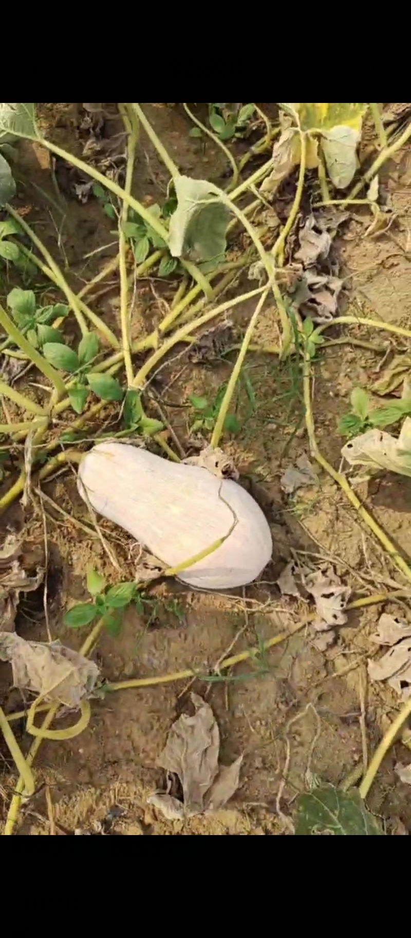 火山地密本南瓜，耐储存耐运输，口感好，甜糯