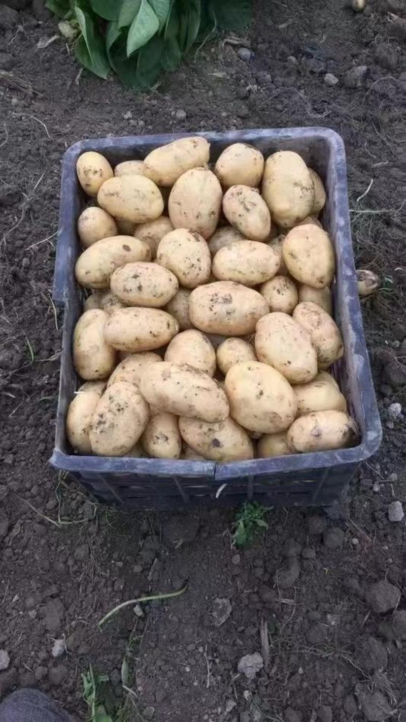 【推荐】精品黄心土豆大量上市品质保证量大从优一手货源
