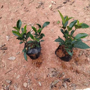 大叶栀子花