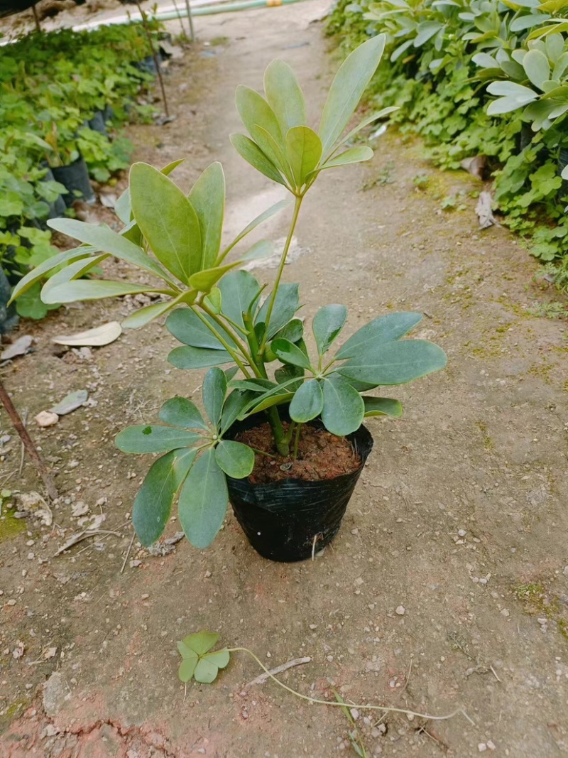 鸭脚木