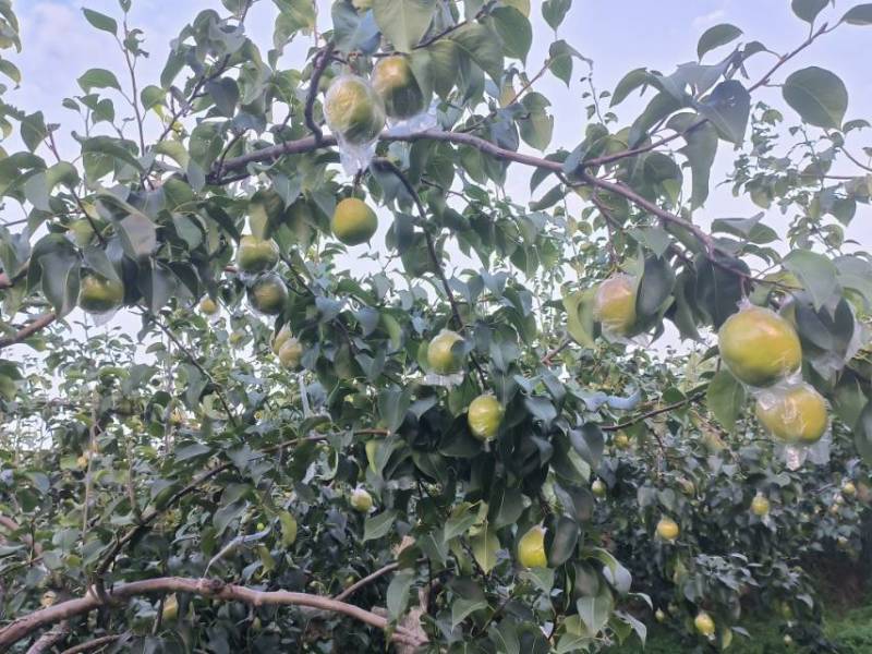 山西省临汾市隰县玉露香梨，果农一手货源，产把直发