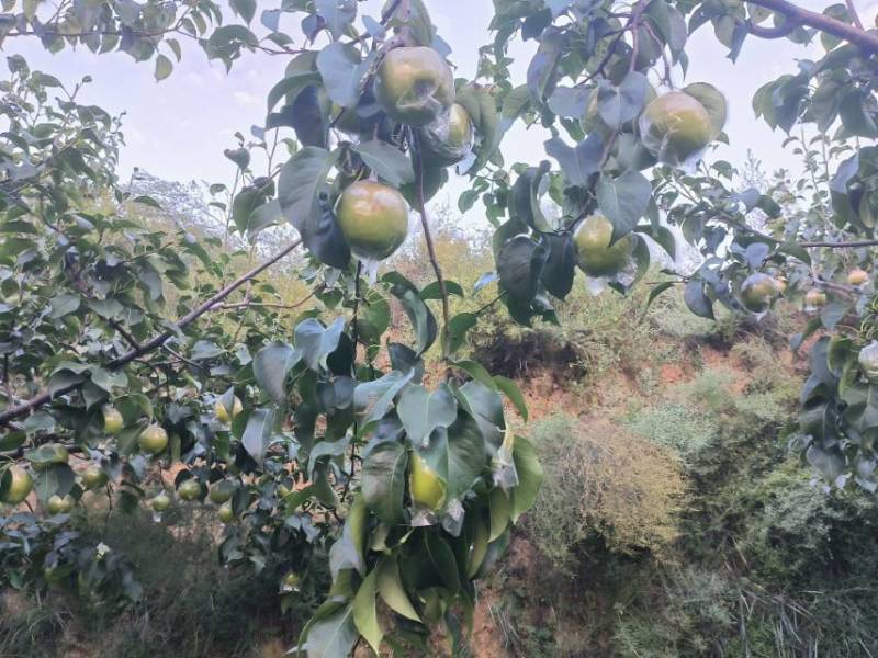 山西省临汾市隰县玉露香梨，果农一手货源，产把直发