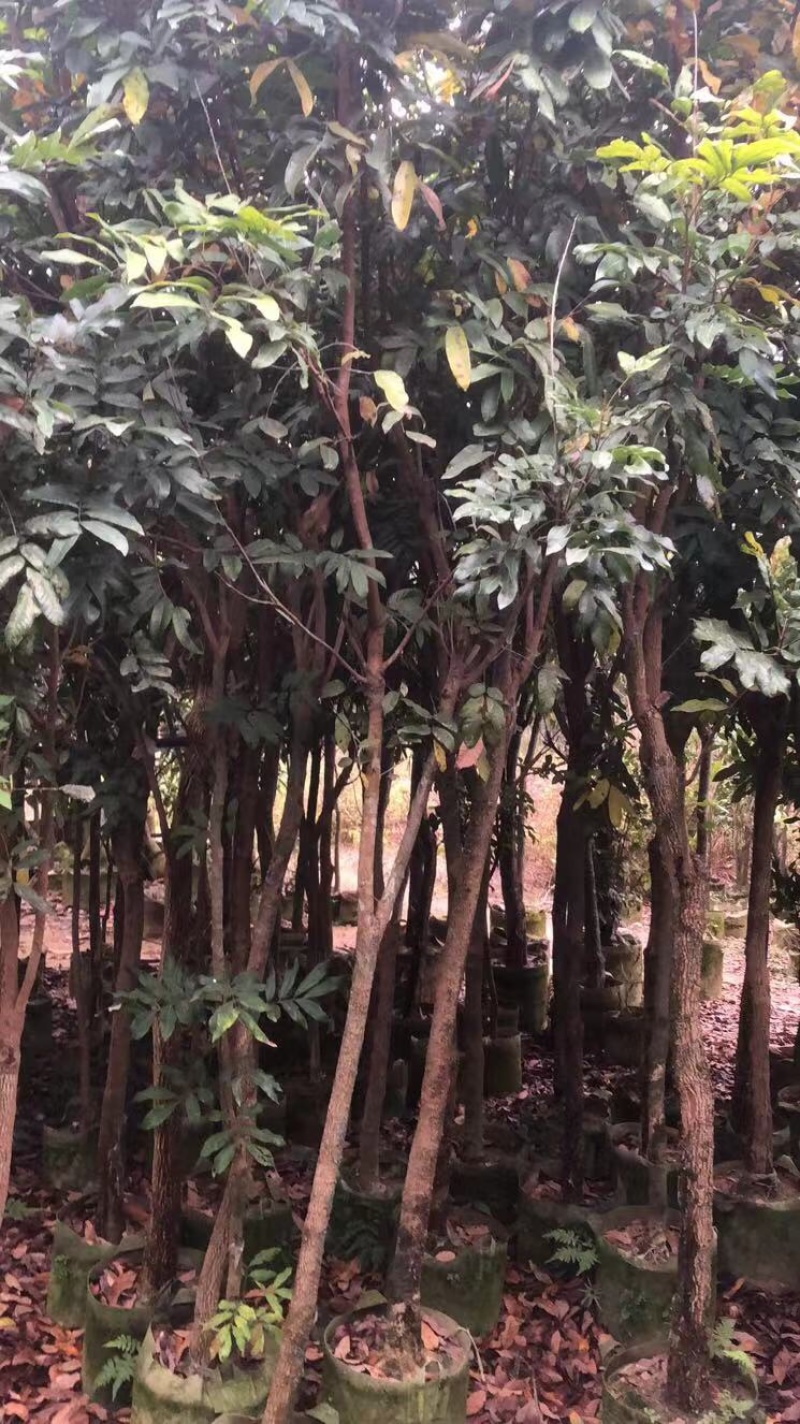 石硖荔枝