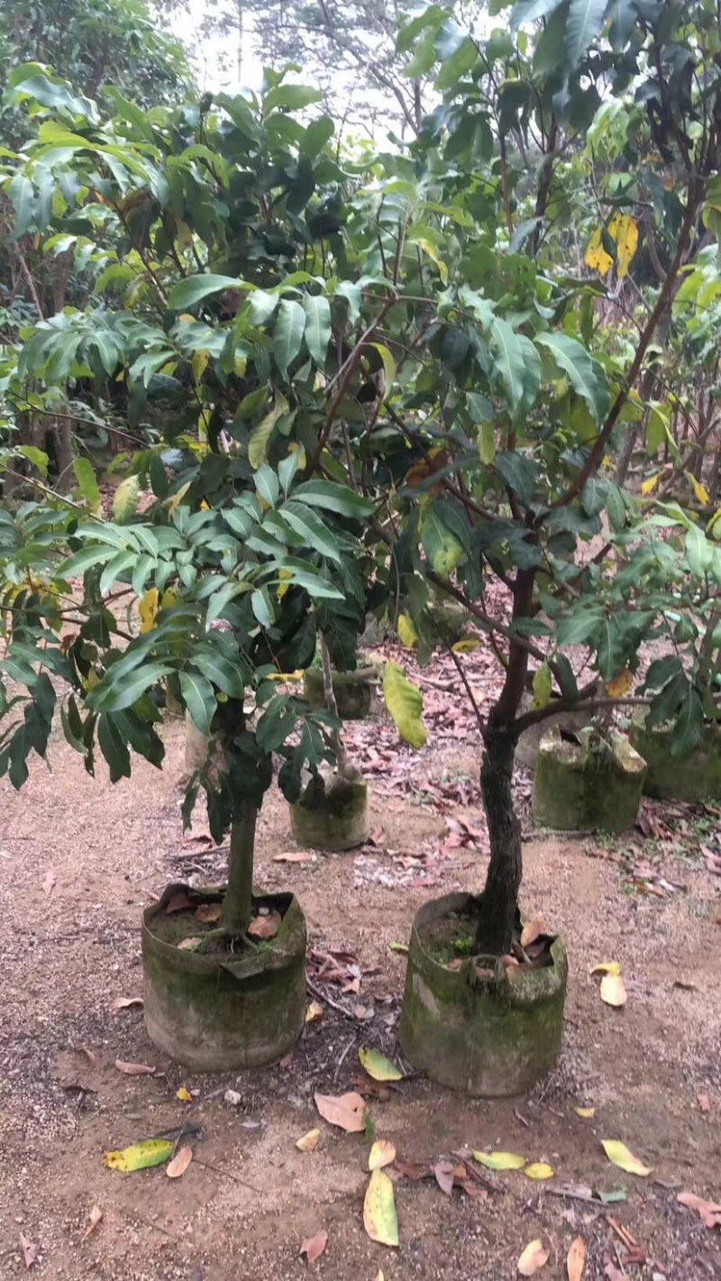 石硖荔枝