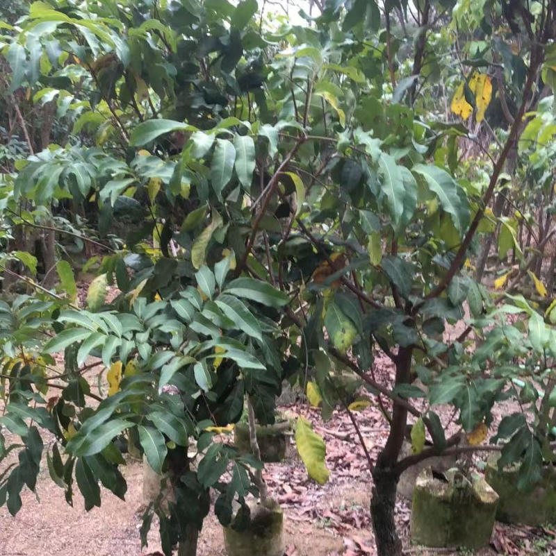 石硖荔枝