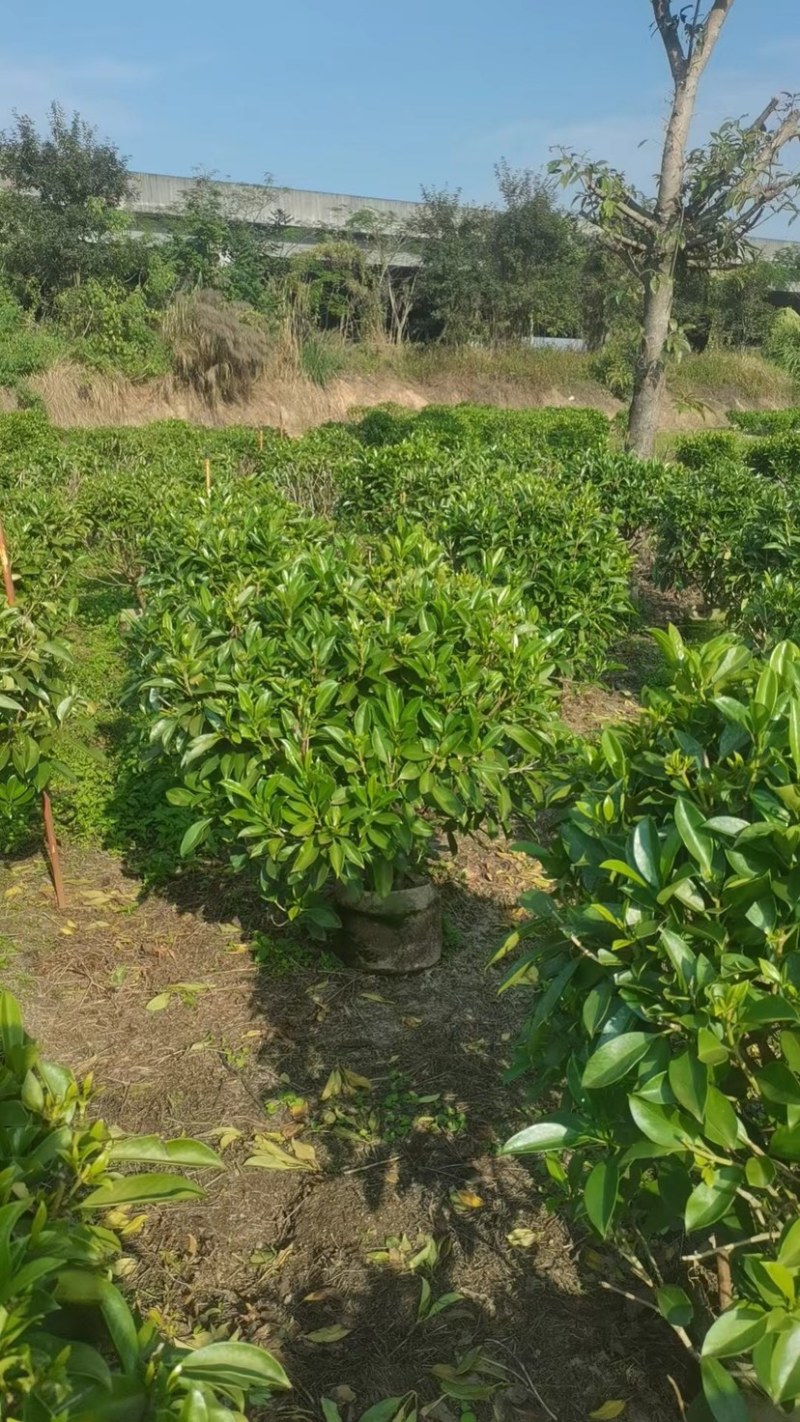 非洲茉莉球
