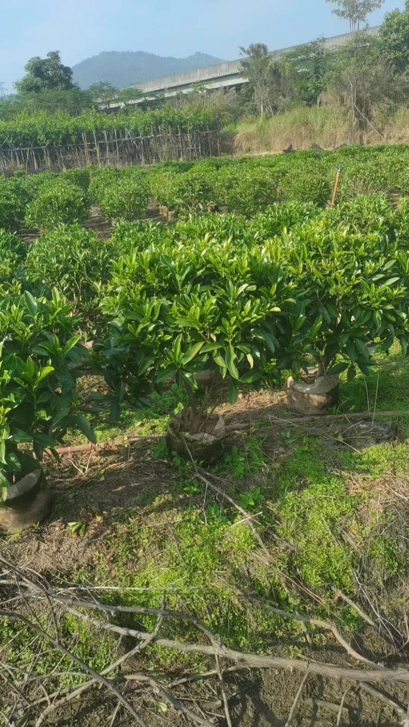 非洲茉莉球
