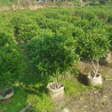 非洲茉莉球