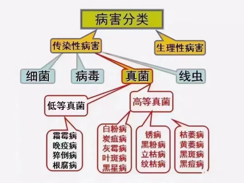 80%乙蒜素真菌细菌立枯稻瘟病青苔根腐病清园