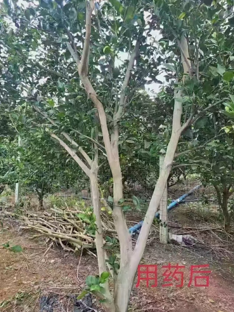 80%乙蒜素真菌细菌立枯稻瘟病青苔根腐病清园