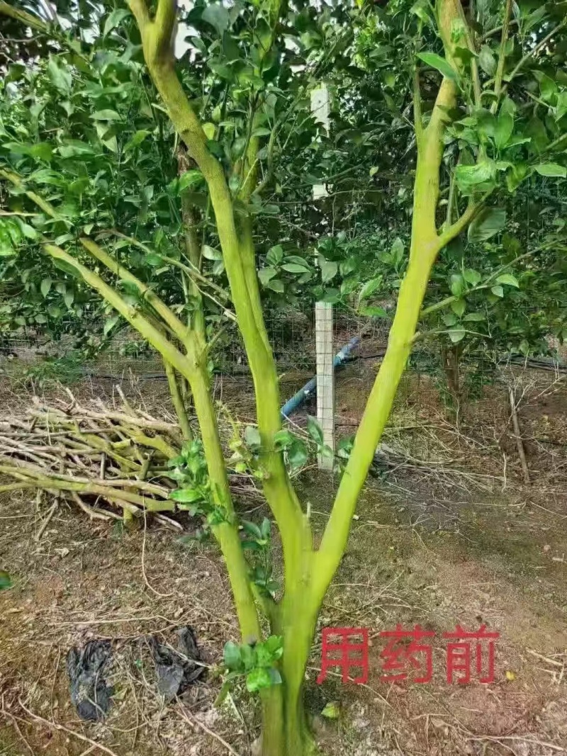 80%乙蒜素真菌细菌立枯稻瘟病青苔根腐病清园