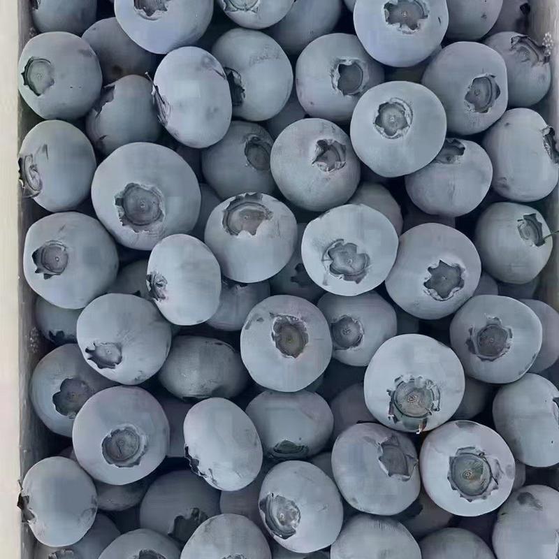 山东蓝莓大量上市优瑞卡薄雾L25F6绿