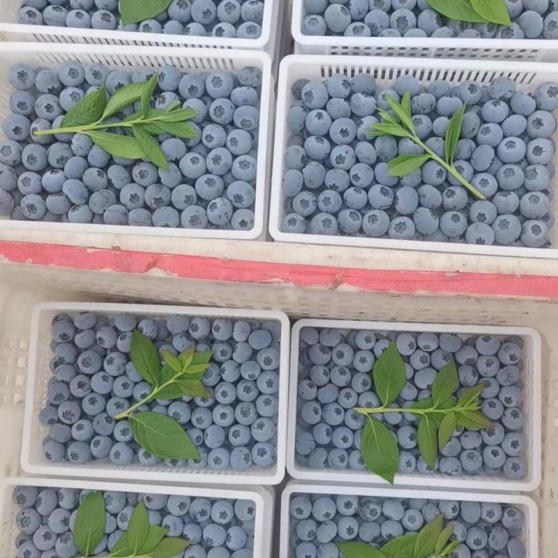 山东蓝莓大量上市优瑞卡薄雾L25F6绿