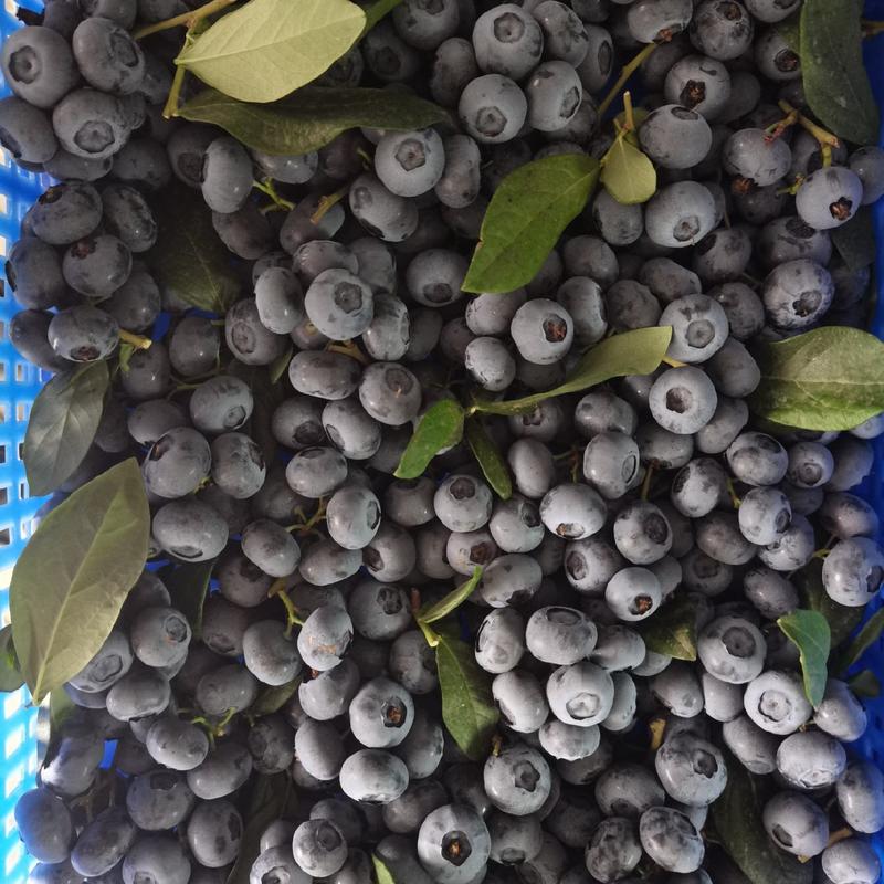 山东蓝莓大量上市优瑞卡薄雾L25F6绿