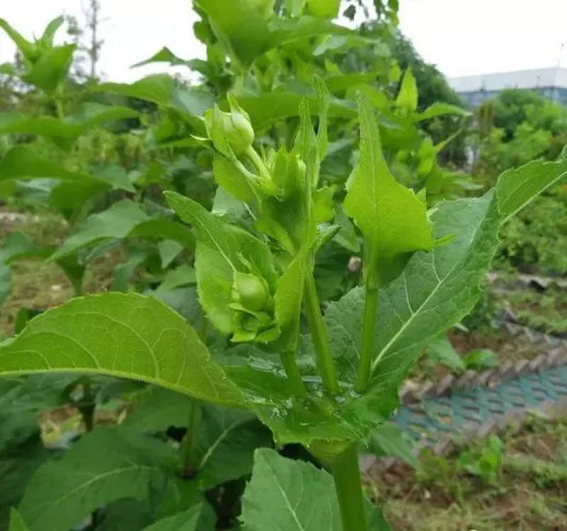 高产串叶松香草种子多年生猪牛羊鹅畜禽牧草籽营养丰富适口