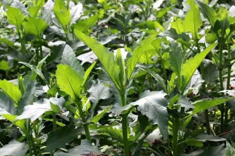 高产串叶松香草种子多年生猪牛羊鹅畜禽牧草籽营养丰富适口
