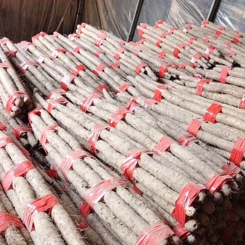 精品白玉山药，条形好口感面甜，价格优惠全国可发