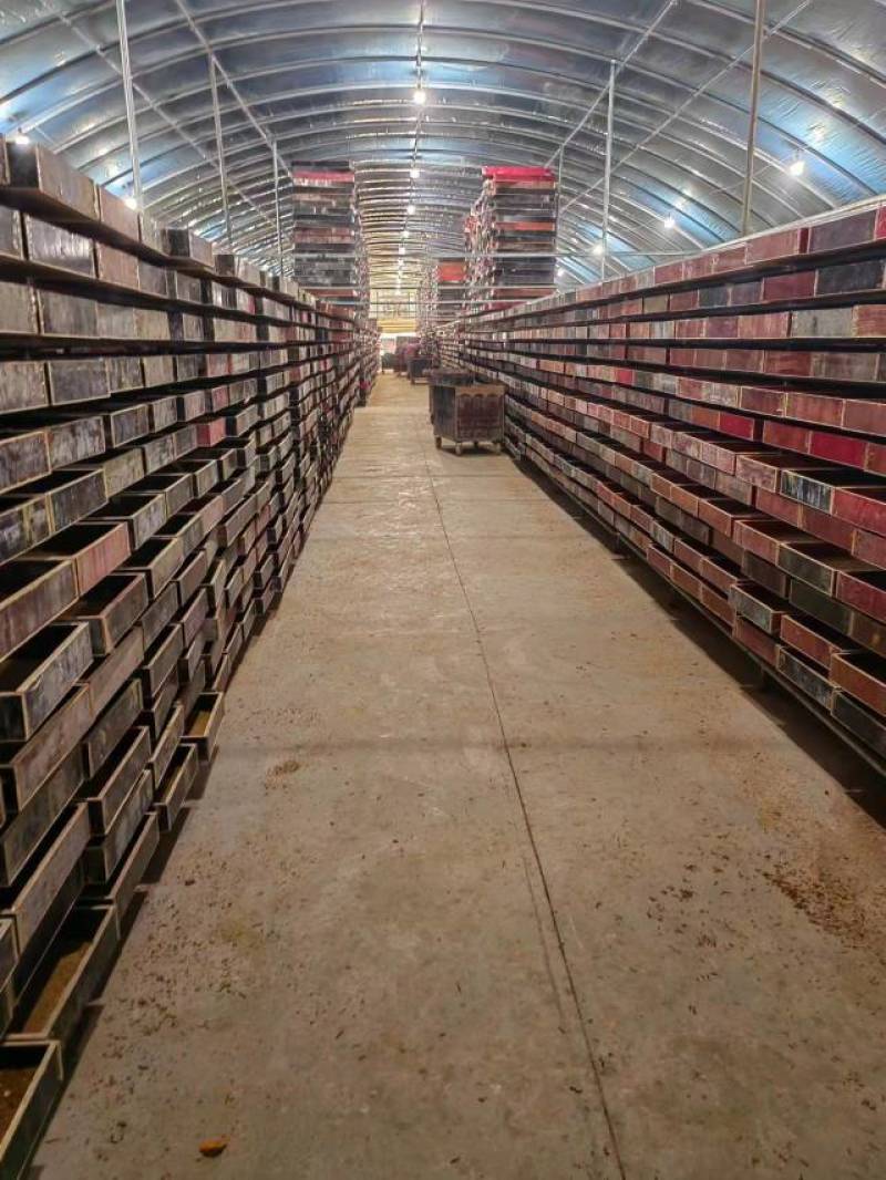 精品黄粉虫活体干品都有，货源充足品质保障欢迎选购长期供货