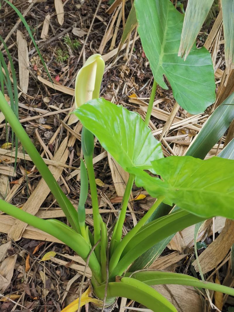 滴水观音绿植种苗易种活3-5斤一棵