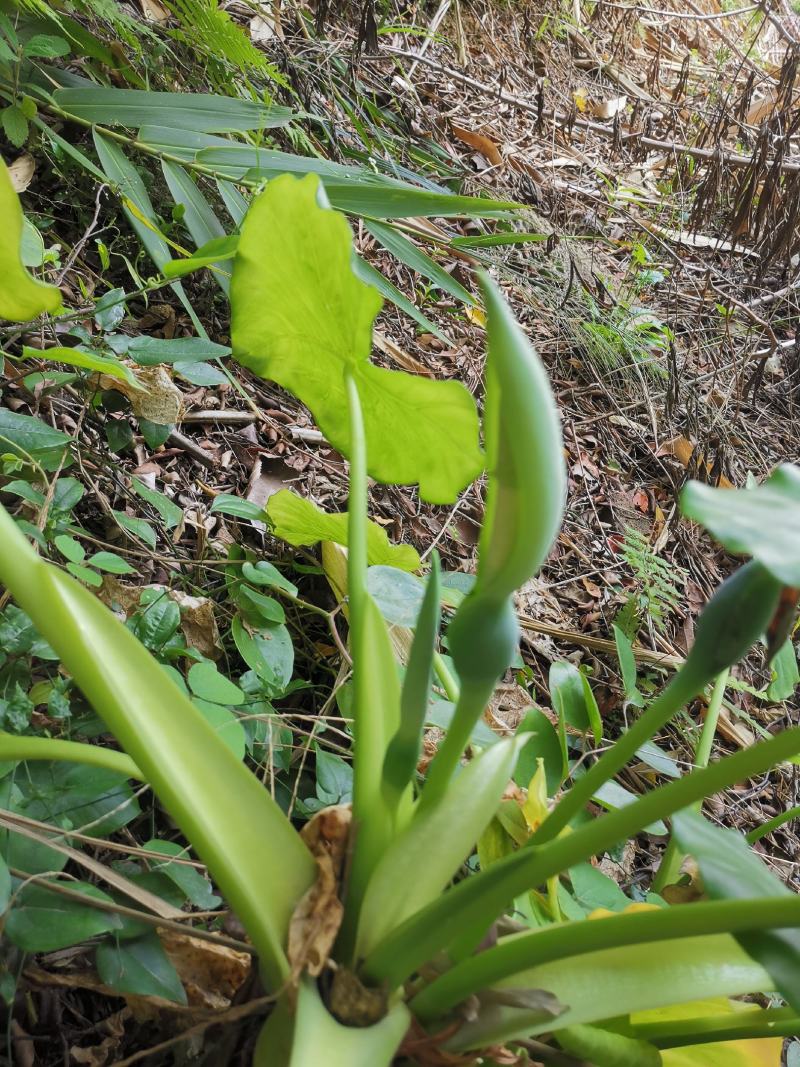 滴水观音绿植种苗易种活3-5斤一棵