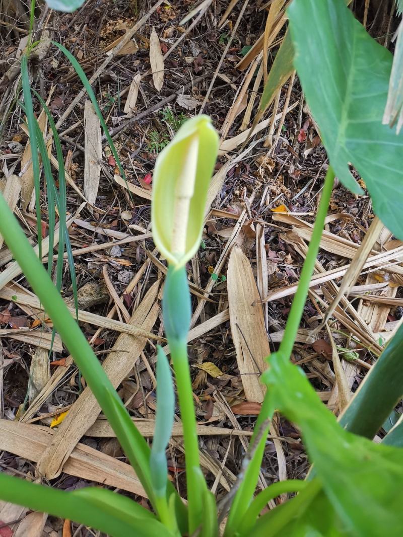 滴水观音绿植种苗易种活3-5斤一棵