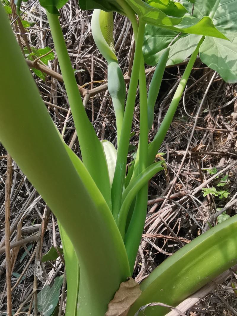 滴水观音绿植种苗易种活3-5斤一棵