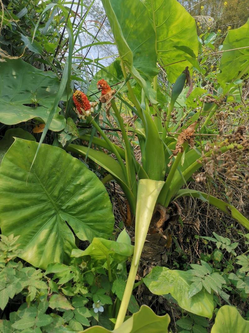 滴水观音绿植种苗易种活3-5斤一棵