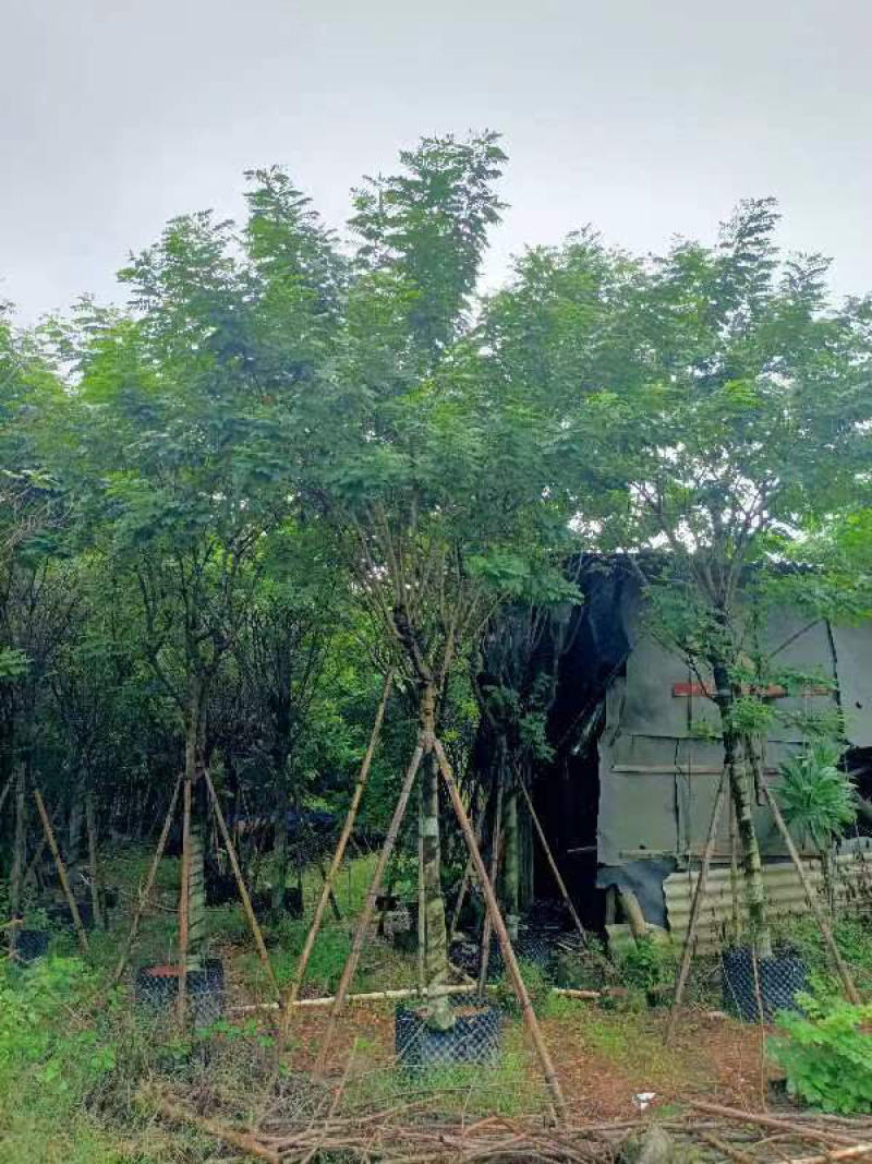 黄槐