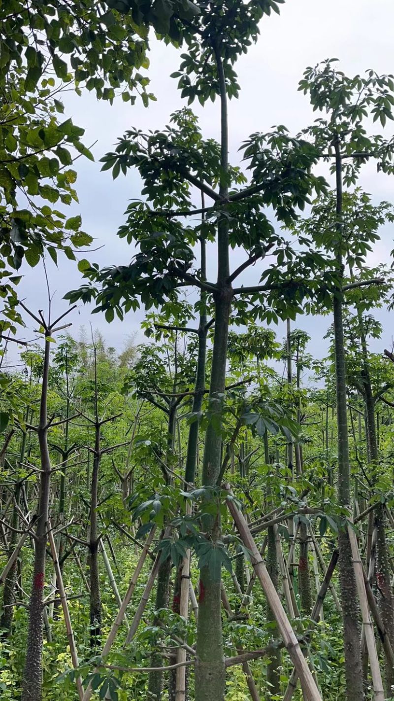 美丽异木棉