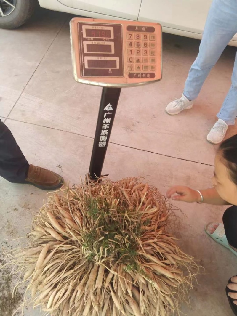 改良良种大天冬苗