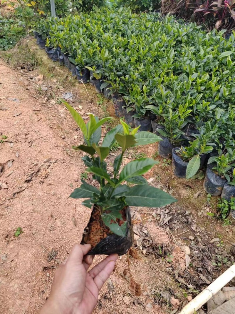 栀子花