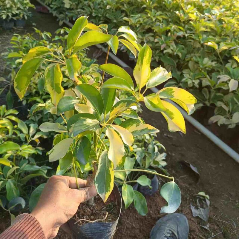 花叶鸭脚木