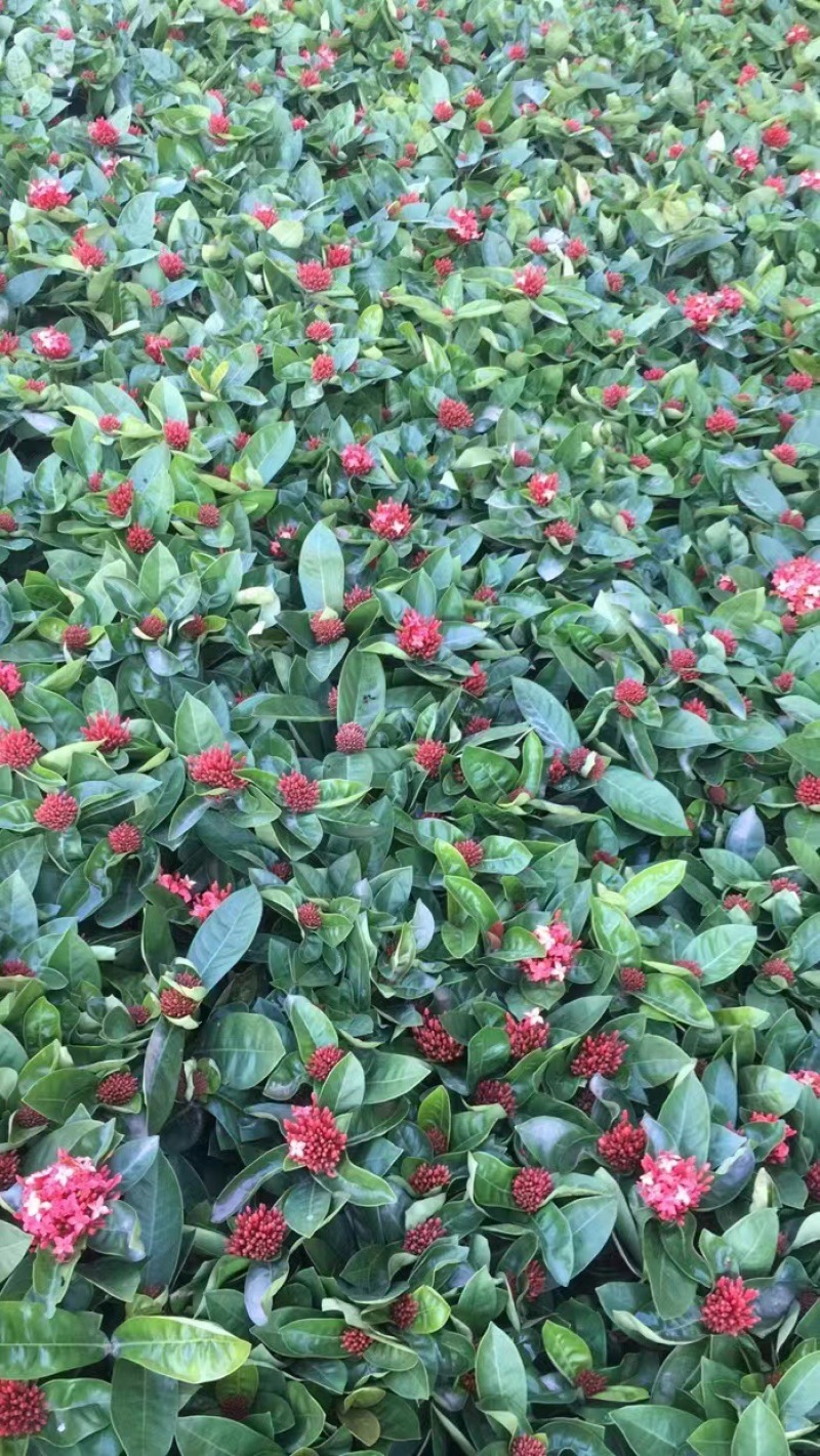 龙船花