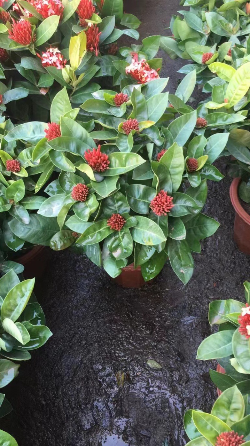 龙船花