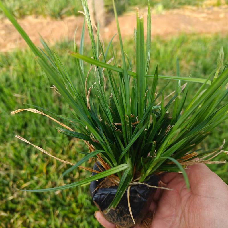 爆芽崂峪苔草小杯苗护坡草抗踩踏公园绿化用苗