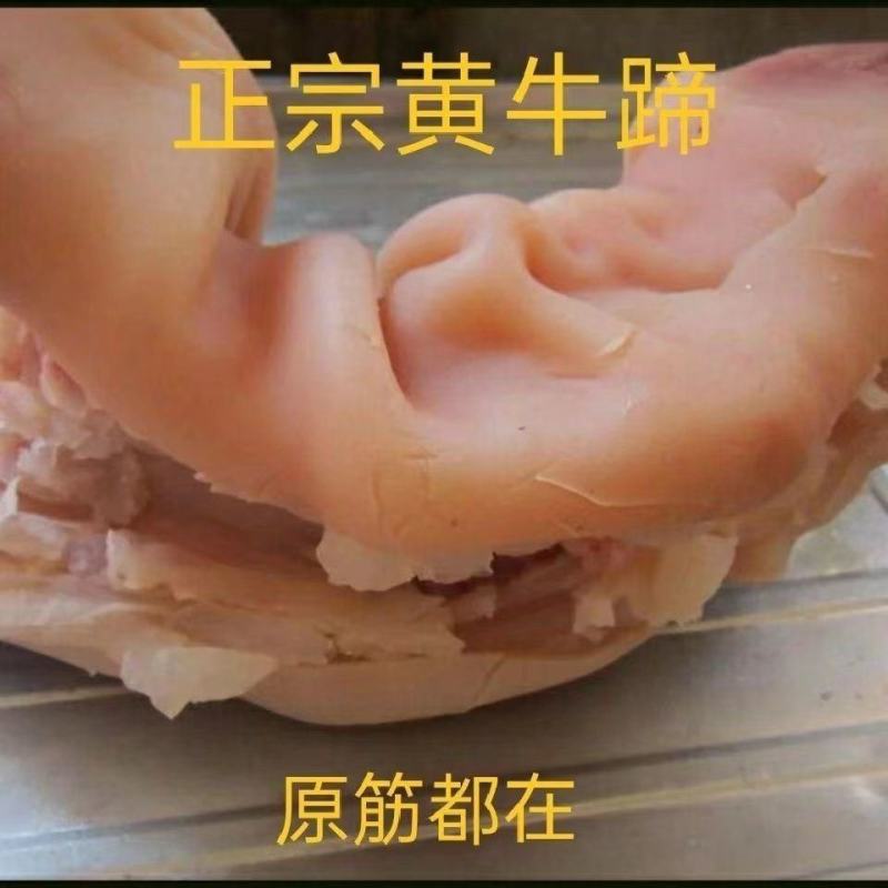 【熟食牛蹄】牛蹄半熟无添加原味半熟牛蹄全去骨处理干净开袋
