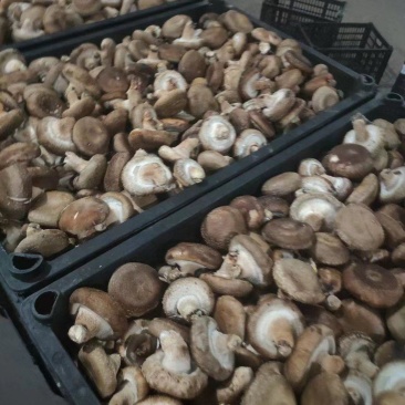 菜菇香菇鲜香菇菜菇产地直发
