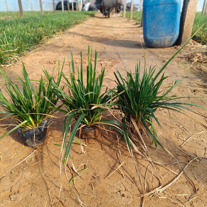 爆芽崂峪苔草小杯苗护坡草抗踩踏公园绿化用苗