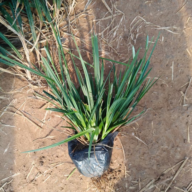 爆芽崂峪苔草小杯苗护坡草抗踩踏公园绿化用苗