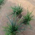 爆芽崂峪苔草小杯苗护坡草抗踩踏公园绿化用苗