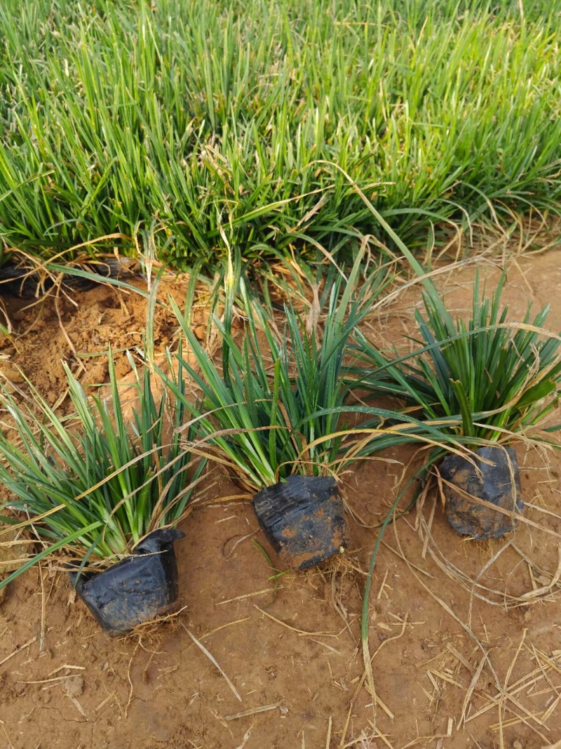 爆芽崂峪苔草小杯苗护坡草抗踩踏公园绿化用苗