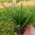 爆芽崂峪苔草小杯苗护坡草抗踩踏公园绿化用苗