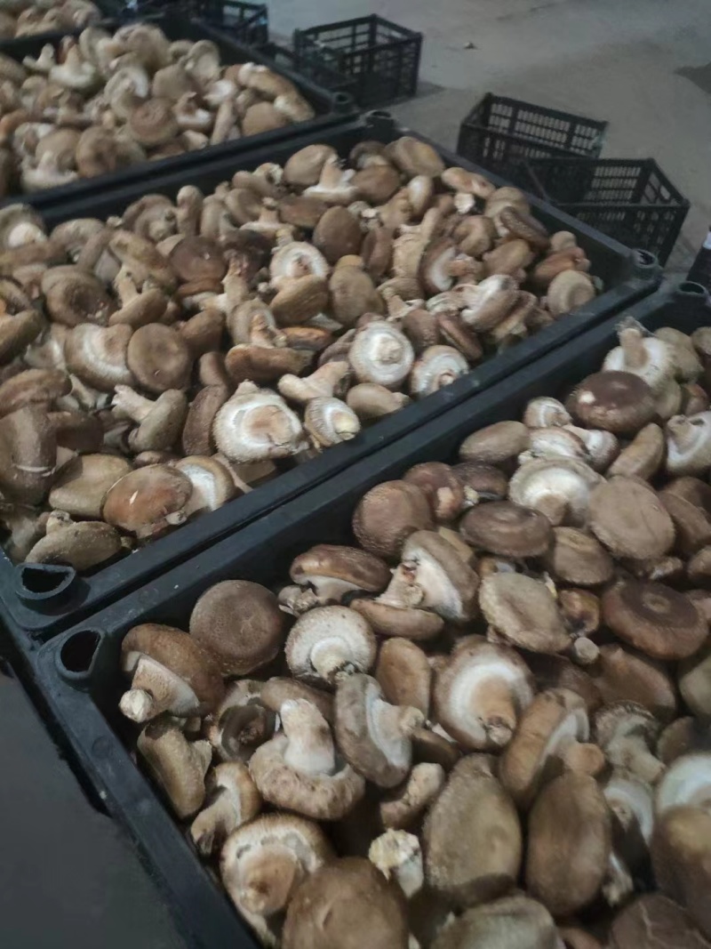 菜菇香菇鲜香菇菜菇产地直发