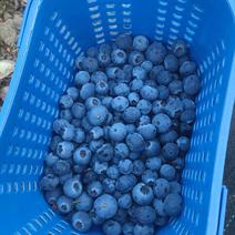 自己家种植的露天蓝莓