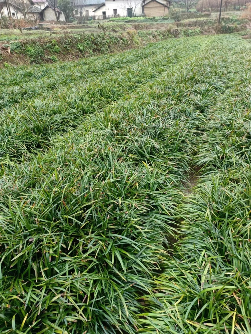 大量绿化植物